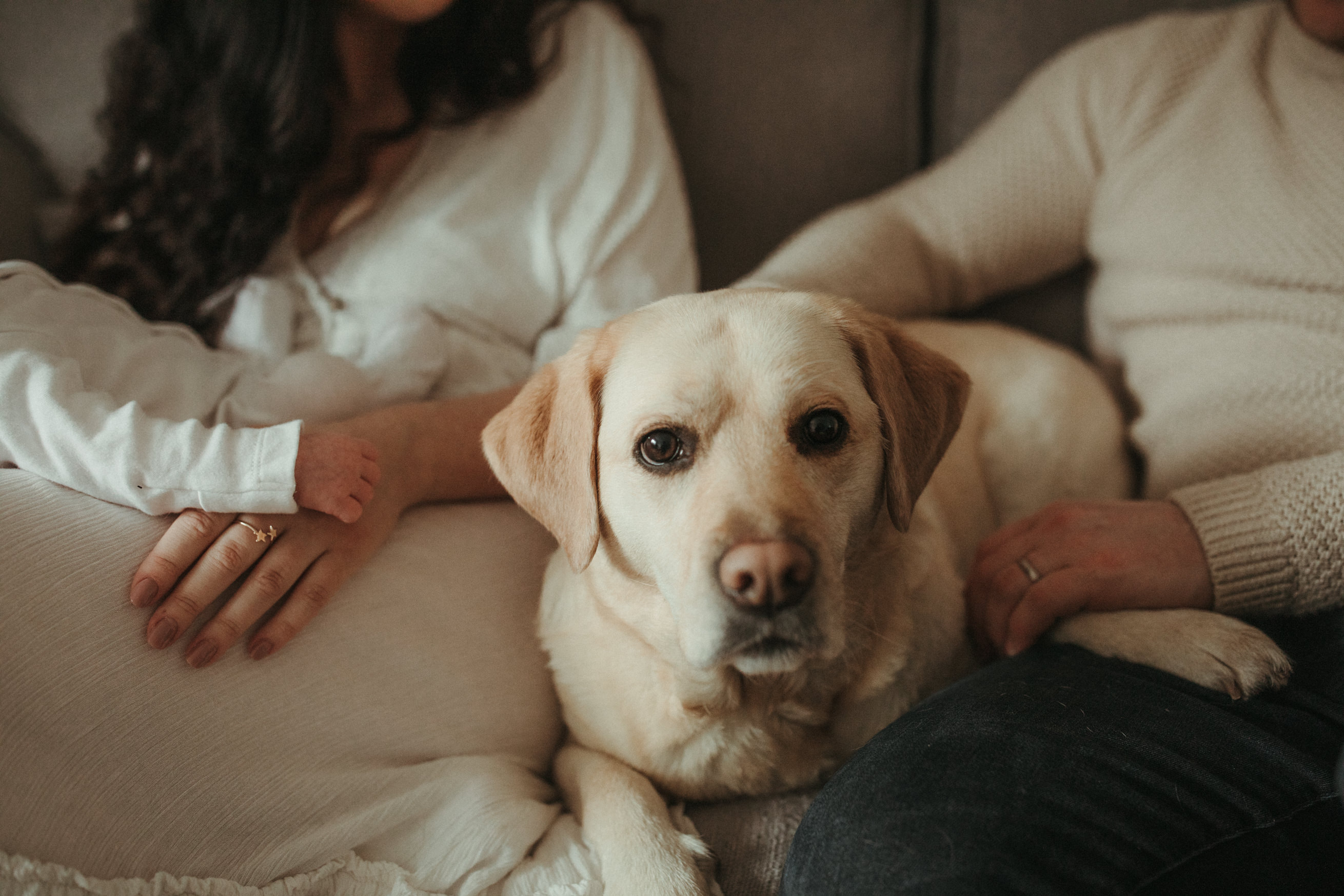 close up shot of dog on sofa
